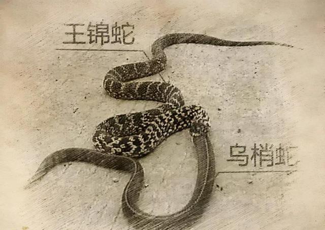 蛇的故事，蛇的故事大蛇的故事（1986年他打死73条毒蛇）