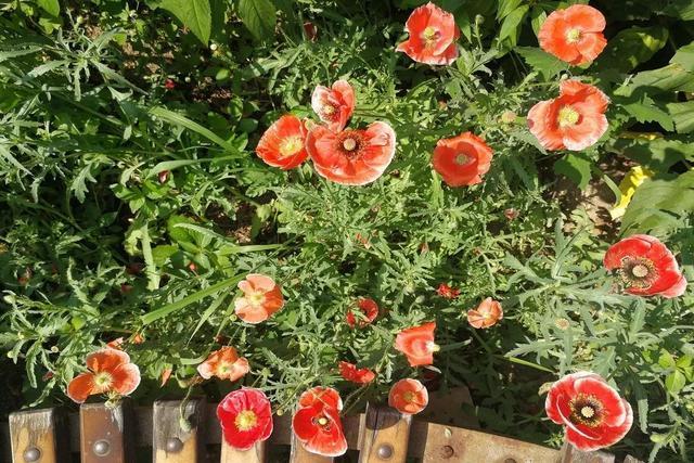 一个绿萝三个啥 阴气重三个鬼，一个绿萝三个啥（6种漂亮花“不吉利”）