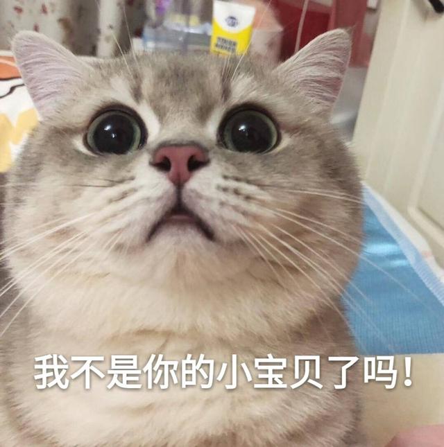 银渐层猫多少钱一只，美短银渐层猫多少钱一只（“美短猫”和“英短猫”哪个更好）