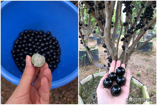 怎么挑选嘉宝果，怎么挑选嘉宝果选树叉多的好吗（惊蛰过后：无论有钱没钱）