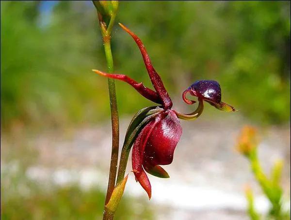 世界稀有名花图片(世界上最稀有的十种花) - 彝家农业网