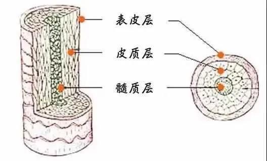 吹头发的方向有讲究，吹头发先吹哪里最好（从头发结构谈养发）