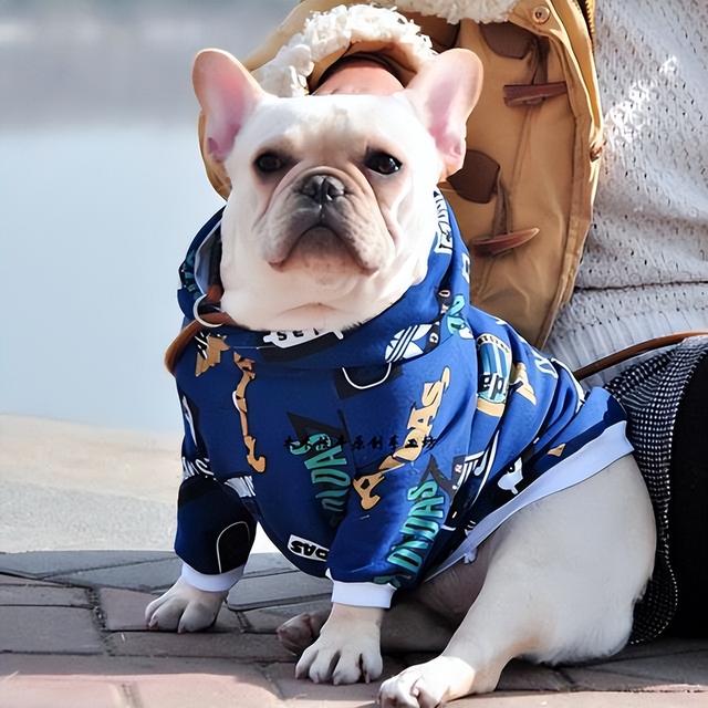 宠物狗价格，上班族、有小孩、新手适合养什么狗（宠物狗价格排行）