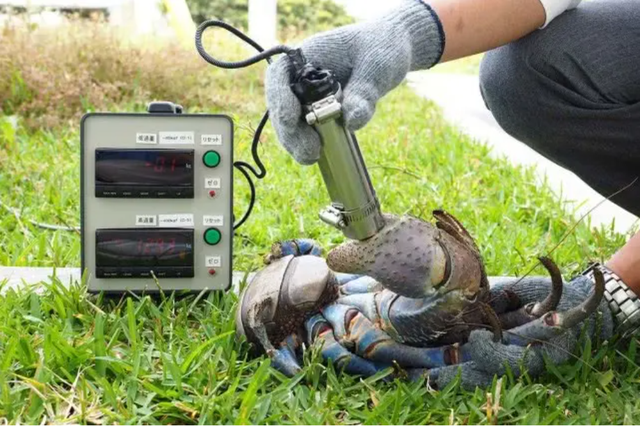 小螃蟹吃什么食物（如今在当地居民餐桌上挣扎着）