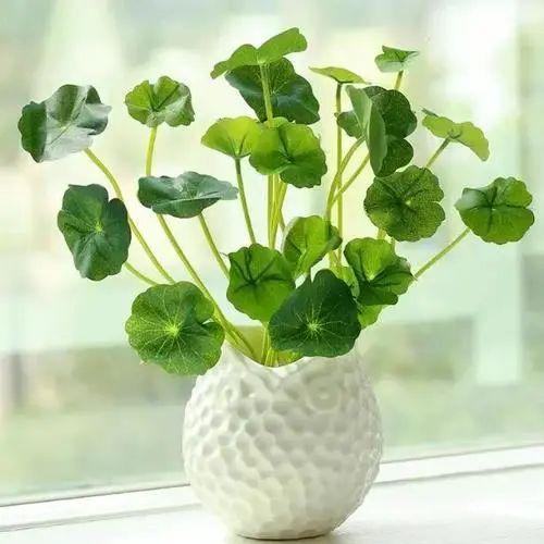 生命力很顽强的花草有哪些？这些养不死的花你知道吗？