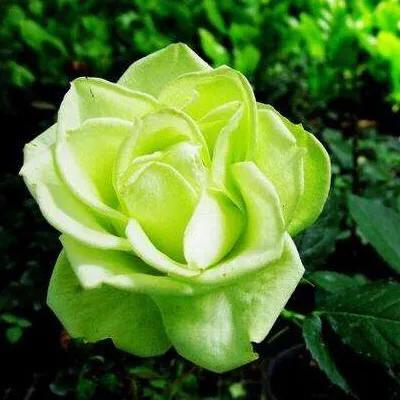 漂亮的玫瑰花图片，简单的又好看的手工玫瑰花（分享图片一漂亮迷人的玫瑰花）