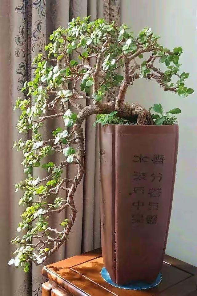 室内养什么花最好，适合家里养的18种花（空气质量高很美观）