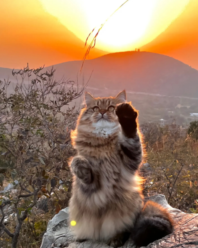 猫传腹治疗土方，猫咪得了猫传腹如何治疗（猫传腹别放弃，自救干货攻略）