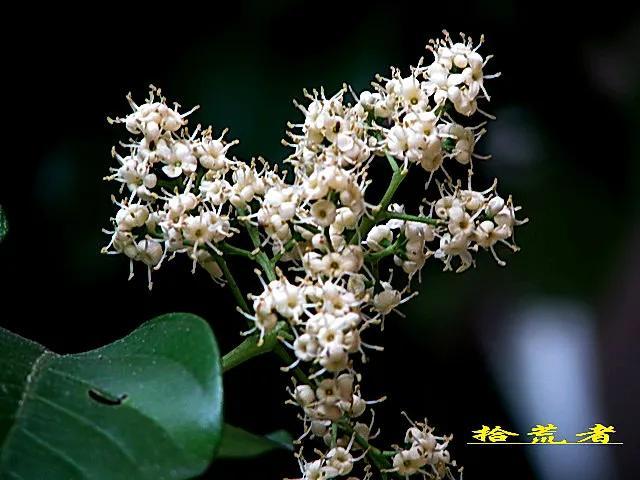 珊瑚树（珊瑚树开花，珊瑚树开花，似动漫画的枪战图（绿珊瑚开花）