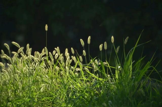稗子草是狗尾巴草吗，稗草子能吃吗（不求回报默默爱——罗汉草）