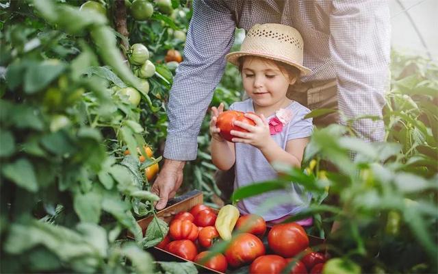 现在农村种植什么好，农村种植什么好（农村这几类种植，能亩收入过万）