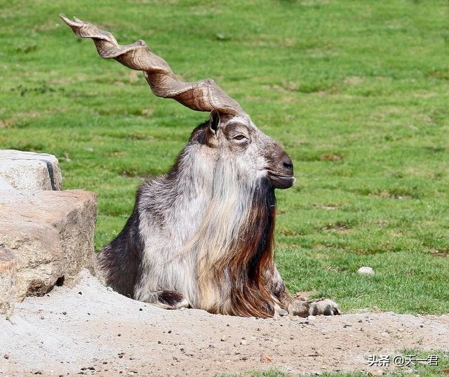 三个羊念什么字，三个羊念什么（神话传说中的异兽系列——羬羊）