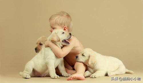 适合儿童养的小型犬，小孩子是条狗（公认“无攻击性”的犬种）