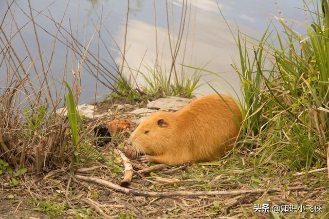 世界上最大的老鼠，世界上最大的老鼠是多少米（上海多地出现“巨型大老鼠”）