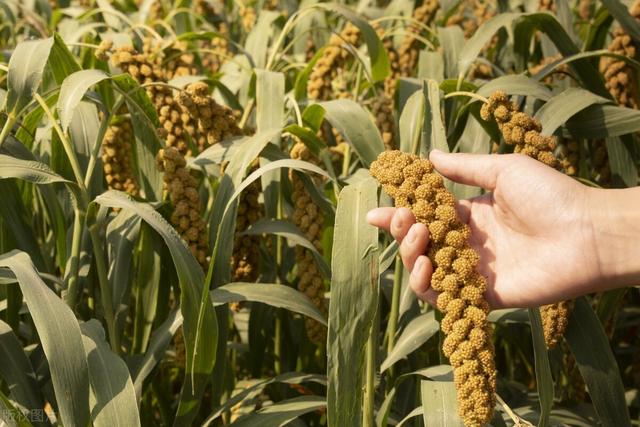 粟米是什么，粟米是什么样子的（曾是“五谷”之首的谷子）