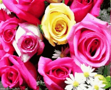 999朵玫瑰，送你999朵动态玫瑰花（999朵玫瑰邰正宵）