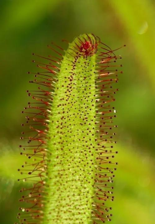 为什么有的植物会吃虫，为什么有的植物会吃虫害（食虫植物都是怎么“吃”虫的）
