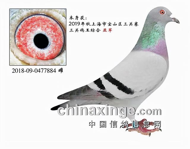 什么鸽子引天落，什么叫天落鸽子（引赛绩鸽修得正果——飞出三关鸽王冠军）