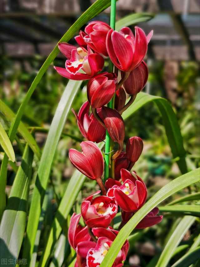 花语短句唯美句子，花语的唯美句子（一花一世界）