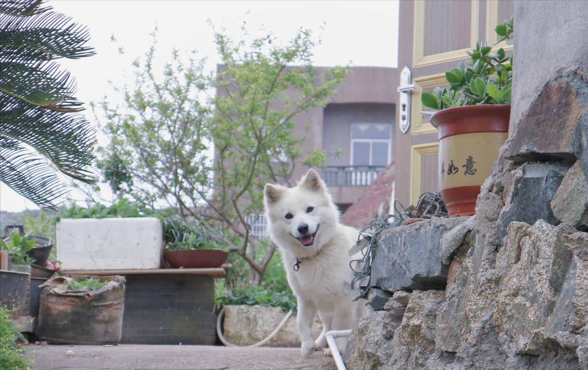 小腊肠犬多少钱一只 腊肠犬多少钱一只腊肠犬的价格行情