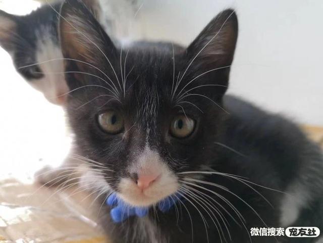 哪里会收养狗狗，如何领养狗狗（同城附近宠物店领养送养平台, 无偿幼猫咪狗狗救助-1216宠友社）