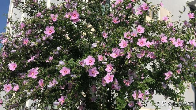 木槿花开唯美诗句，朝开暮落话枯荣