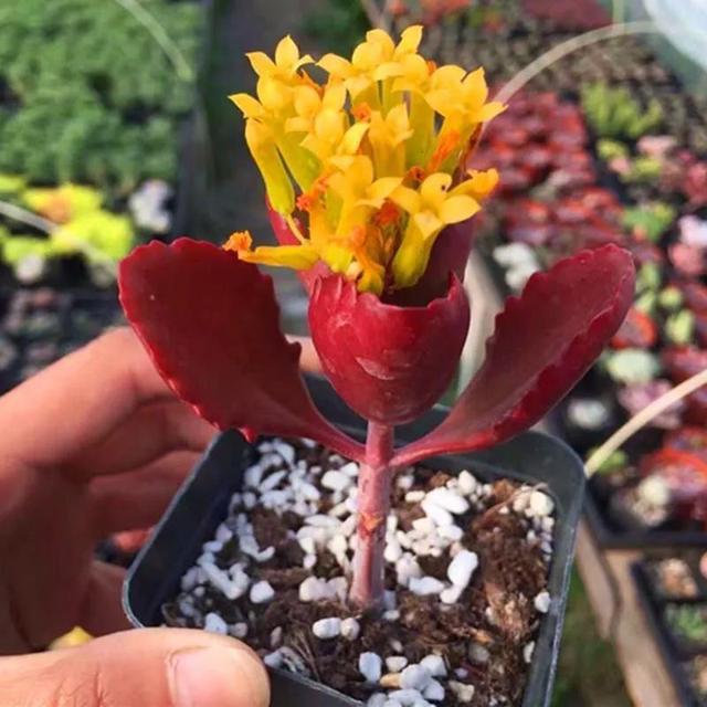 雷童的花语，雷童的寓意（多肉植物开黄色小花）