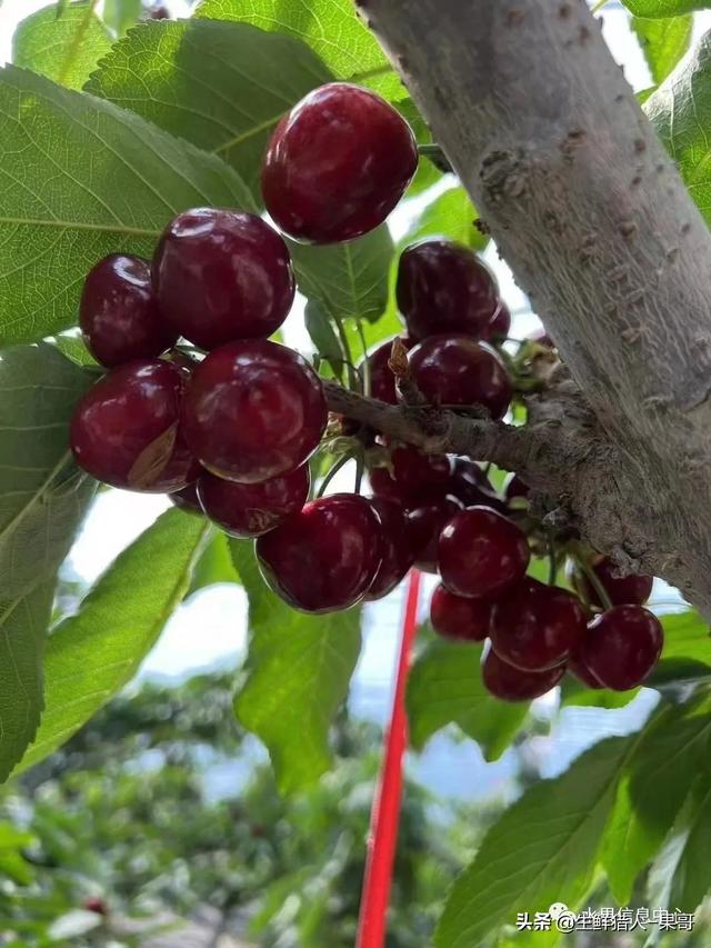樱桃几月份成熟，汶川樱桃几月份成熟（中国樱桃主要产地分布及品种介绍）
