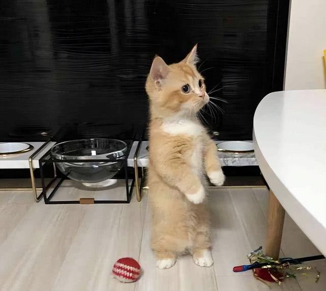 可爱橘猫图片 眼睛圆圆,可爱橘猫图片大全(为啥橘猫越来越受欢迎)