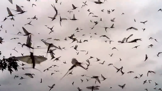 蜉蝣是什么动物，地球上会有“永生”的生物吗