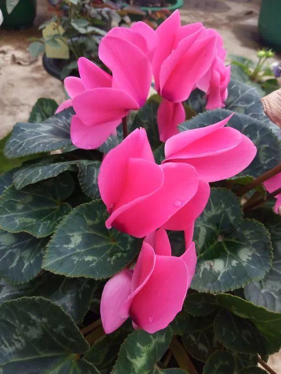 春节花卉品种大全大图，春节遇花期，五彩斑斓过新年