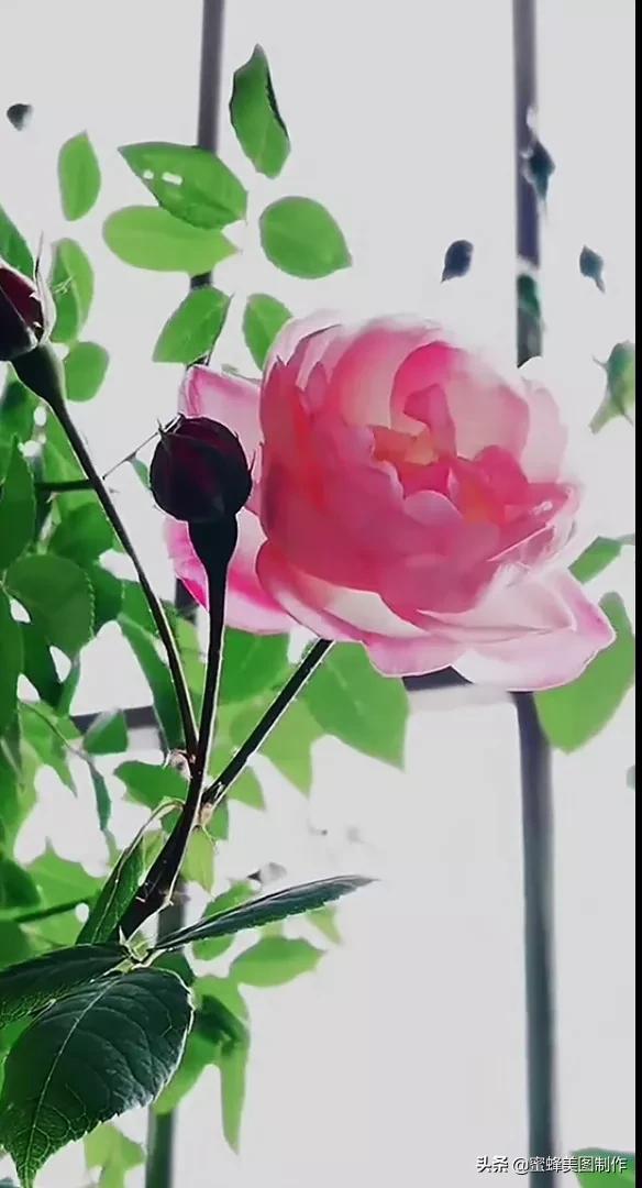 花草图片,一花一世界(花草图片自然风景)