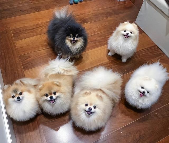 博美犬的优缺点，博美犬的优缺点及性格（博美优缺点：花2分钟看完）