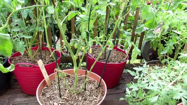 活力花怎么样，活力花怎么样好养吗（养花的“神仙水”、“活力素”别乱用）