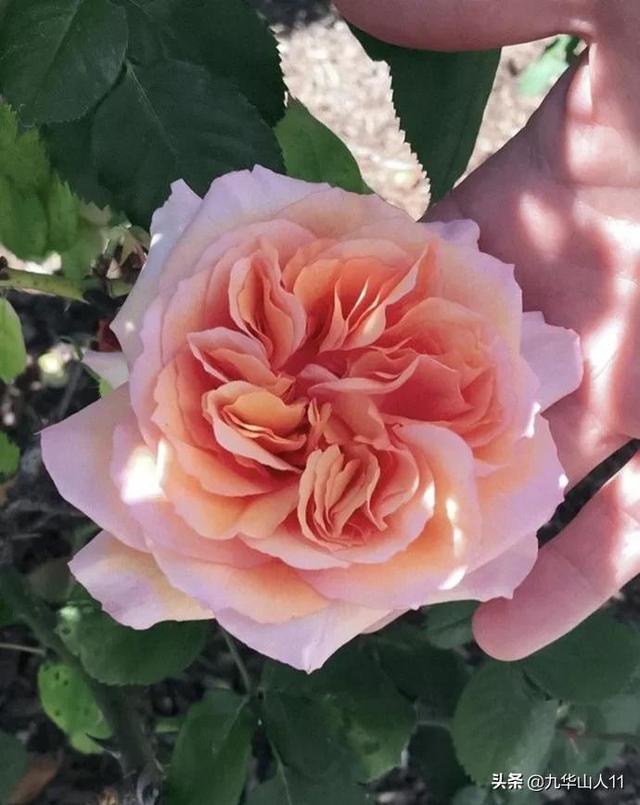 红帽子月季的品种介绍和养殖方法,小红帽月季有几种颜色(常见丰花月季