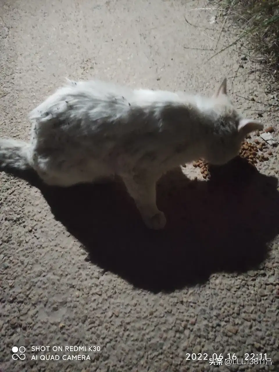 你有被流浪猫赖上的经历吗？
