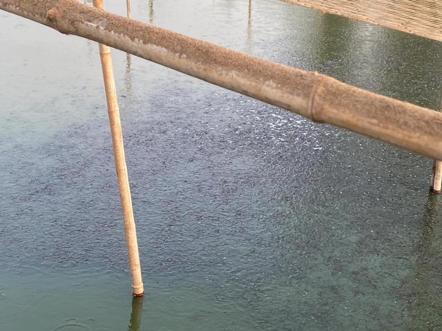 养殖泥鳅投资多少钱，养殖泥鳅要投资多少钱（农村人搞养殖去年天灾亏了20万本钱）