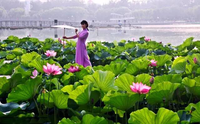 夏天荷花的描写，描写夏天荷花的景色（夏日荷花別样美）