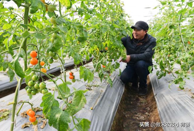 30斤水兑多少赤霉素，九二o赤霉素怎样使用（瓜果蔬菜“花抱头、瓜打顶”是怎样造成的）