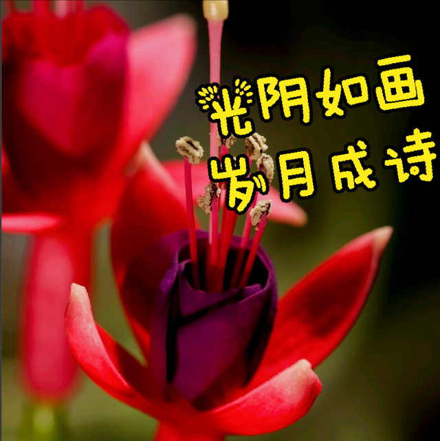 鲜花朋友圈配什么文字，朋友圈晒鲜花配什么文字（愿您寒冬温暖纯良不舍爱）