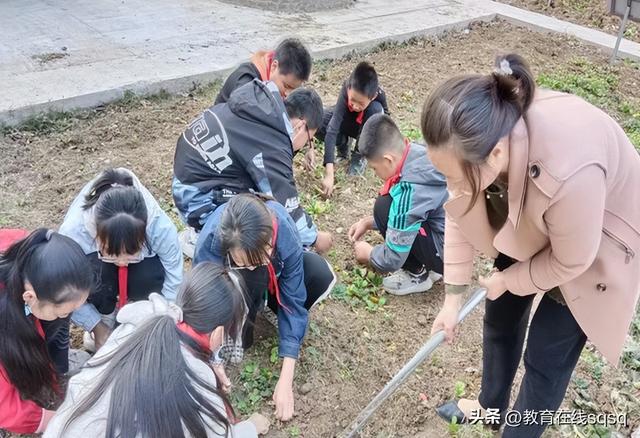 劳动的感受和收获，二年级劳动的感受和收获（在快乐中收获——天岗湖中心小学劳动实践掠影）