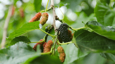 久红瓜怎么挑甜的，久红瓜口感怎么样（河南人的夏天不缺瓜）