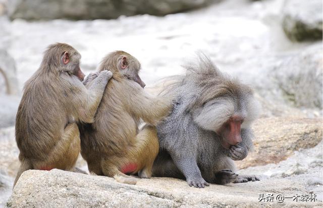狒狒是什么动物，狒狒是什么动物图片（狒狒为何喜欢偷取其它动物的幼崽）
