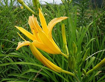 农村能吃的100种野菜图片，有哪些野菜可以吃