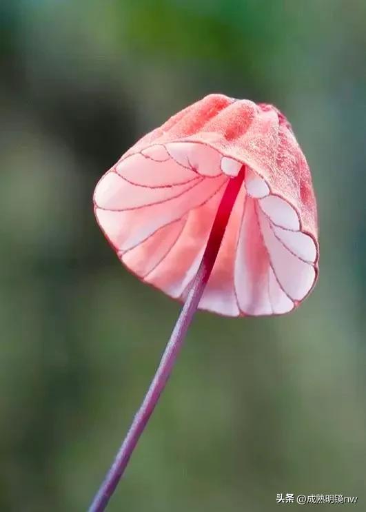 世界上最漂亮的蘑菇，世界上最漂亮的蘑菇是什么（精华总伴日风来。美丽的蘑菇）