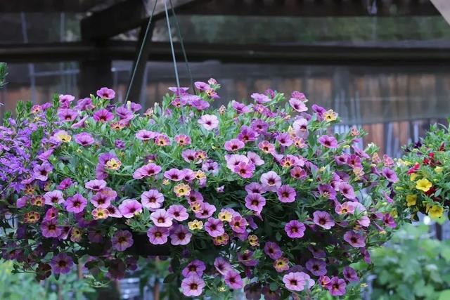 向日葵泰迪熊种子，夏天收获一片花海