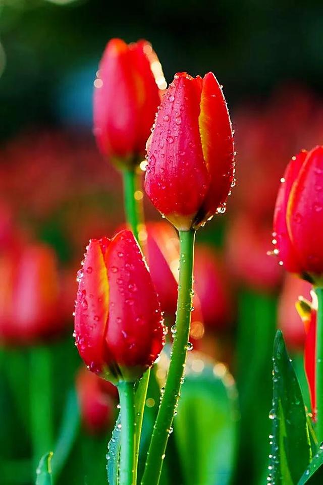 白色郁金香花语，郁金香的花语和传说（世界花后郁金香）