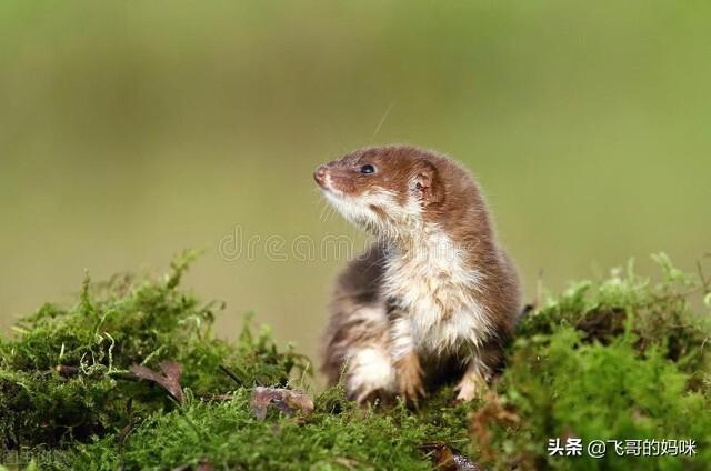 刺猬吃什么食物，刺猬吃什么（“臭屁王”巧吃刺猬）