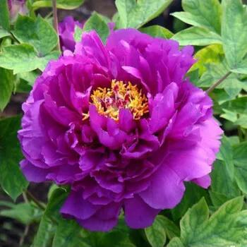 牡丹有哪些品种，牡丹有哪些品种(要名称)（精美绝伦的牡丹花十大品种图片欣赏）