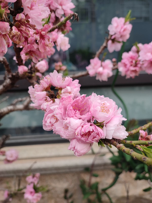 樱花是什么颜色，樱花有几种颜色（樱花、梨花、李花......蔷薇科的花）